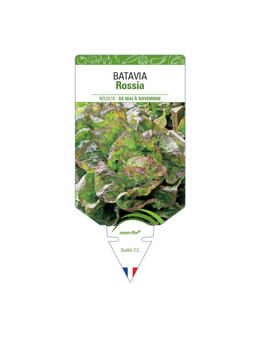 (Laitue) BATAVIA ROSSIA *