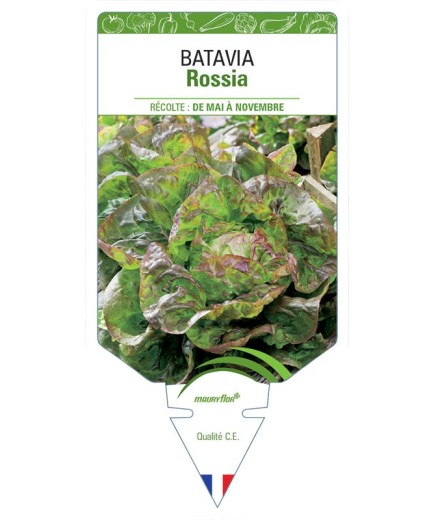 (Laitue) BATAVIA ROSSIA *