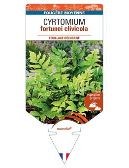 CYRTOMIUM fortunei clivicola