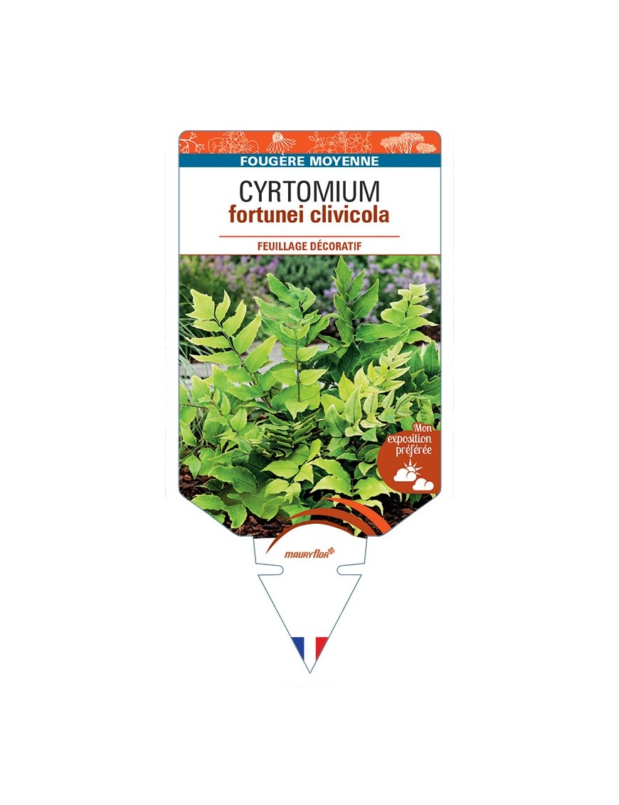 CYRTOMIUM fortunei clivicola