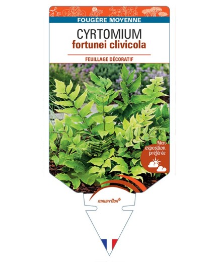 CYRTOMIUM fortunei clivicola