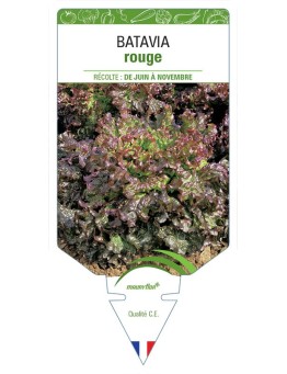 (Laitue) BATAVIA ROUGE (sans nom)