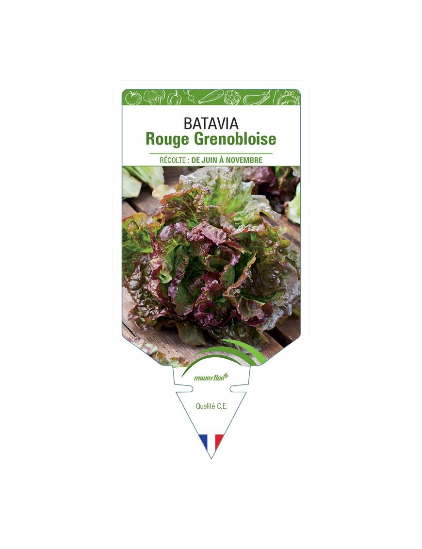(Laitue) BATAVIA ROUGE GRENOBLOISE