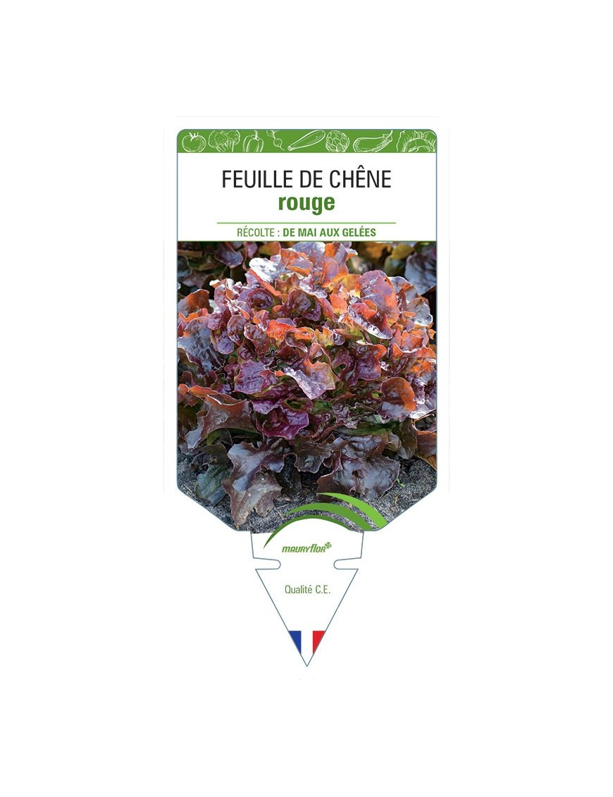 LAITUE FEUILLE DE CHÊNE ROUGE