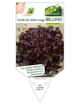 (Laitue) FEUILLE DE CHÊNE ROUGE BELLINO
