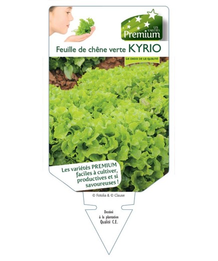 (Laitue) FEUILLE DE CHÊNE VERTE KYRIO