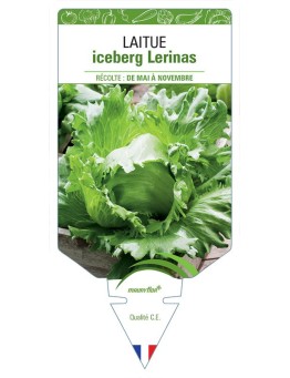 LAITUE ICEBERG LERINAS *