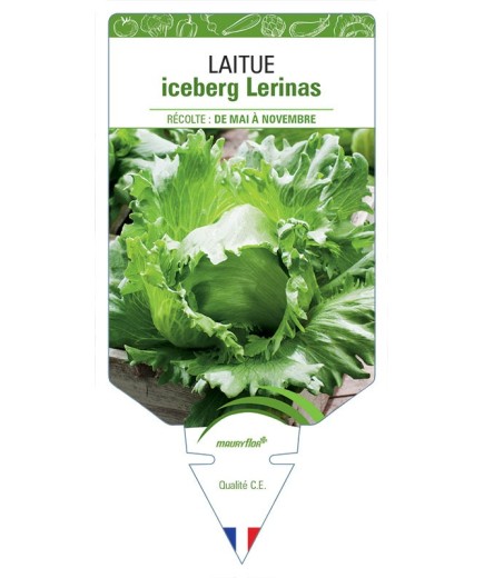 LAITUE ICEBERG LERINAS *