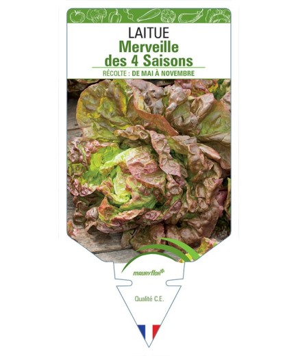 LAITUE MERVEILLE DES 4 SAISONS