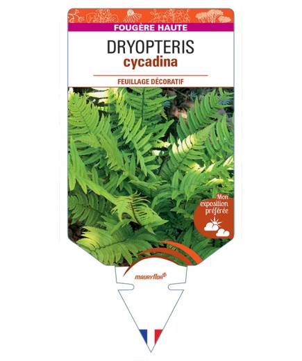 DRYOPTERIS cycadina