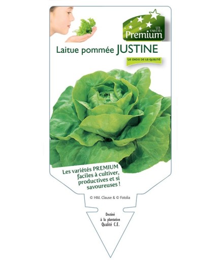 LAITUE POMMÉE JUSTINE