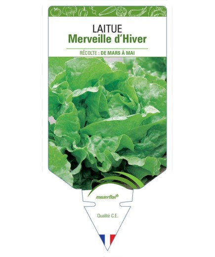 LAITUE MERVEILLE D'HIVER *