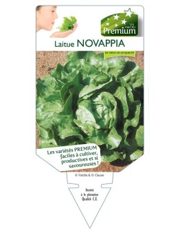 LAITUE NOVAPPIA