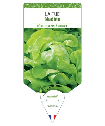 LAITUE POMMÉE NADINE