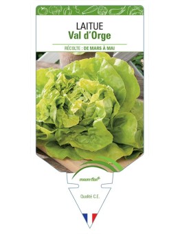 LAITUE POMMÉE VAL D'ORGE *