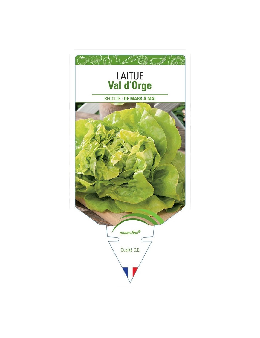 LAITUE POMMÉE VAL D'ORGE *