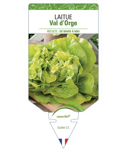 LAITUE POMMÉE VAL D'ORGE *