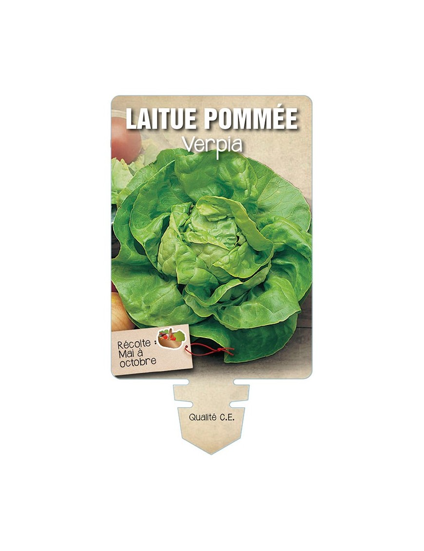 LAITUE POMMÉE VERPIA *