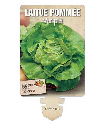 LAITUE POMMÉE VERPIA *