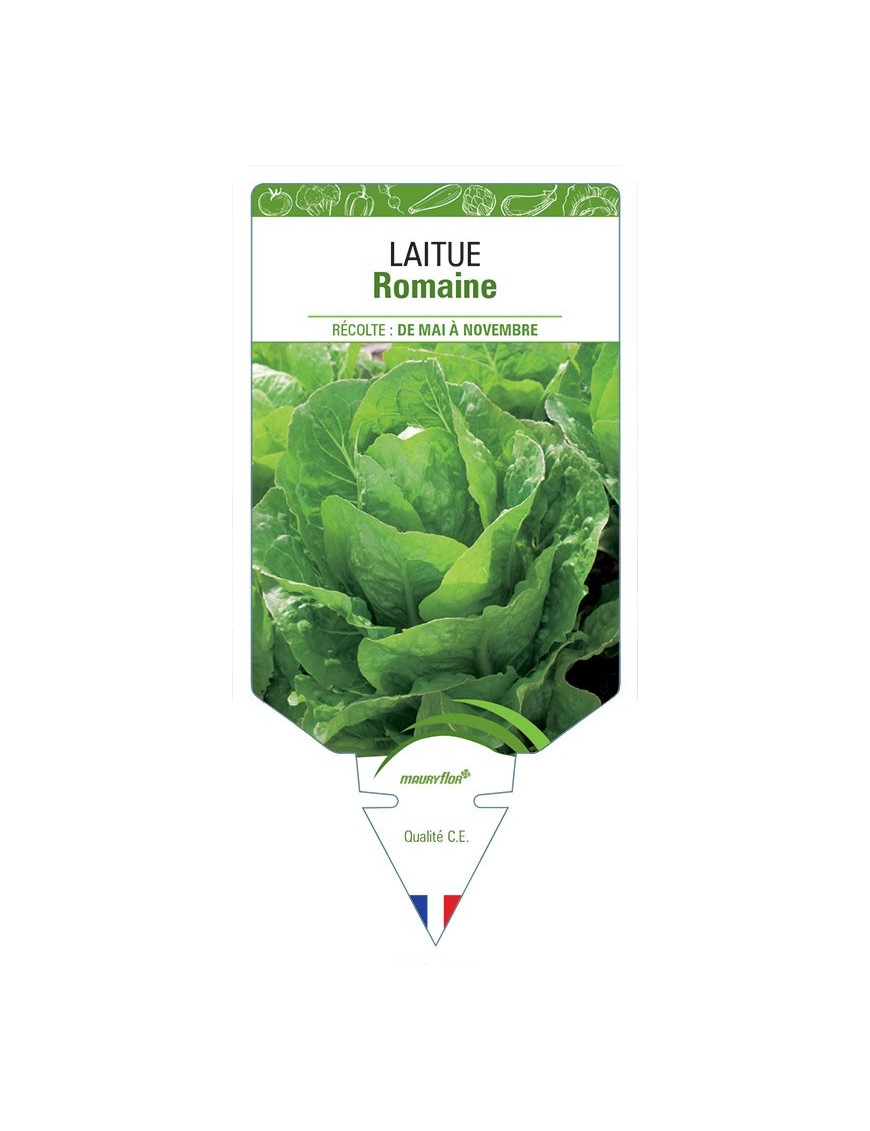 LAITUE ROMAINE