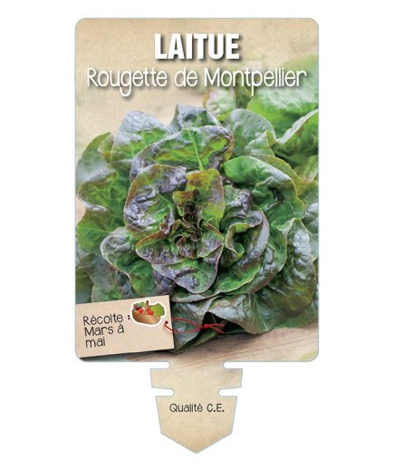 LAITUE ROUGETTE DE MONTPELLIER *