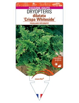 DRYOPTERIS dilatata Crispa Whiteside