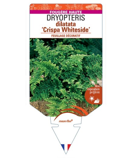 DRYOPTERIS dilatata Crispa Whiteside