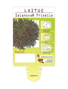 LAITUE SALANOVA ® FRISELLA DUPLEX *