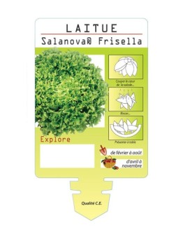 LAITUE SALANOVA ® FRISELLA EXPLORE *