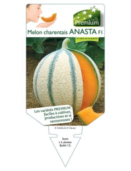 MELON CHARENTAIS ANASTA F1