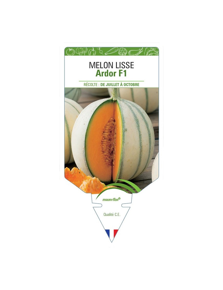 MELON ARDOR F1