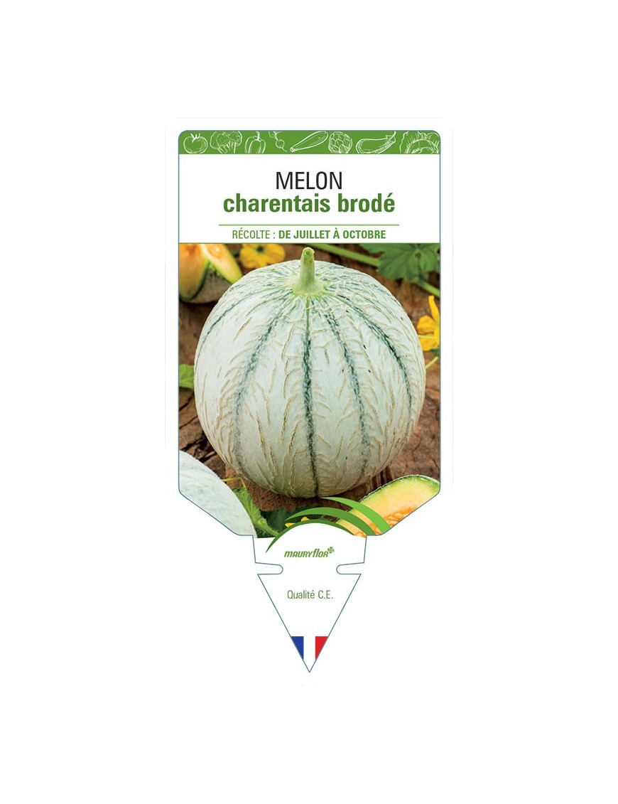 MELON CHARENTAIS BRODÉ