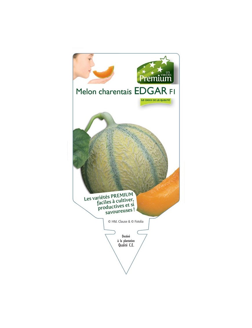 MELON CHARENTAIS EDGAR F1