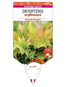 DRYOPTERIS erythrosora