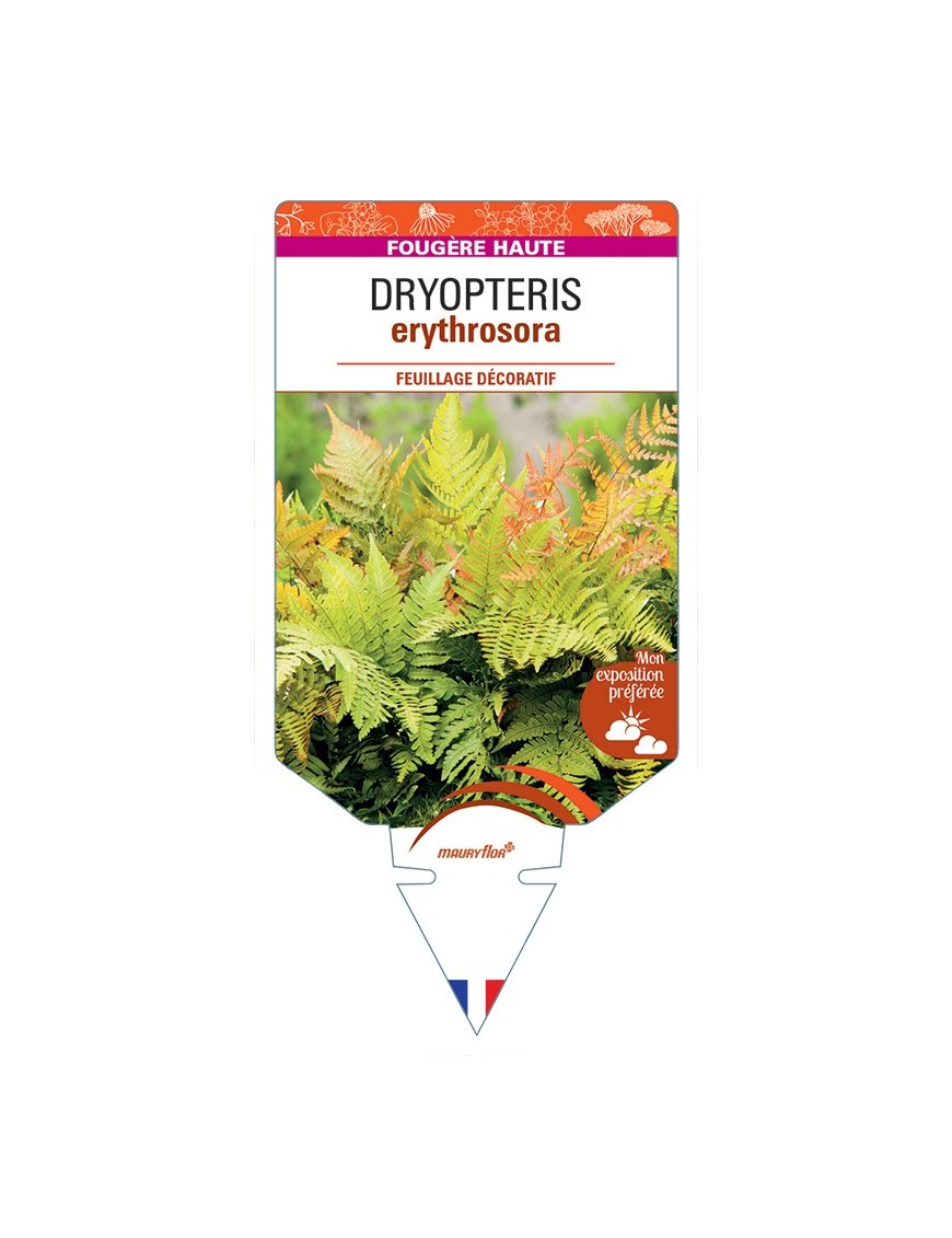 DRYOPTERIS erythrosora