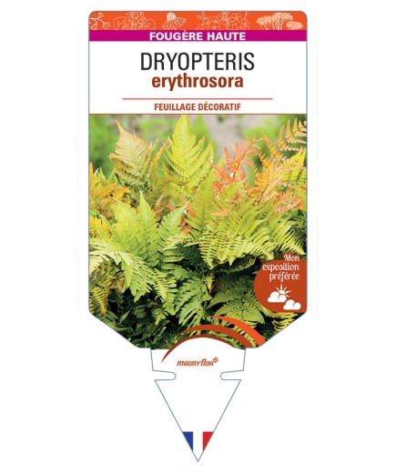 DRYOPTERIS erythrosora