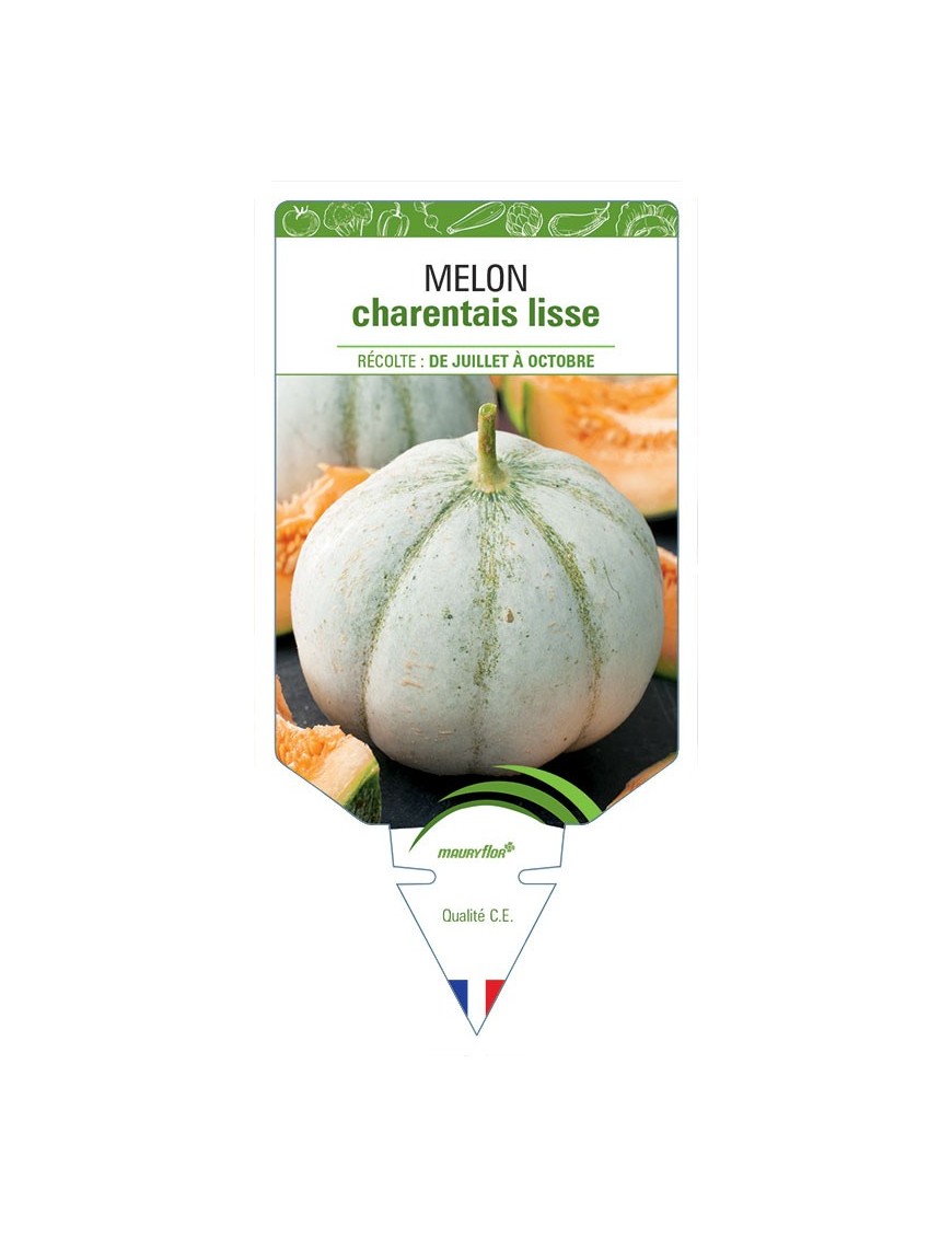 MELON CHARENTAIS LISSE