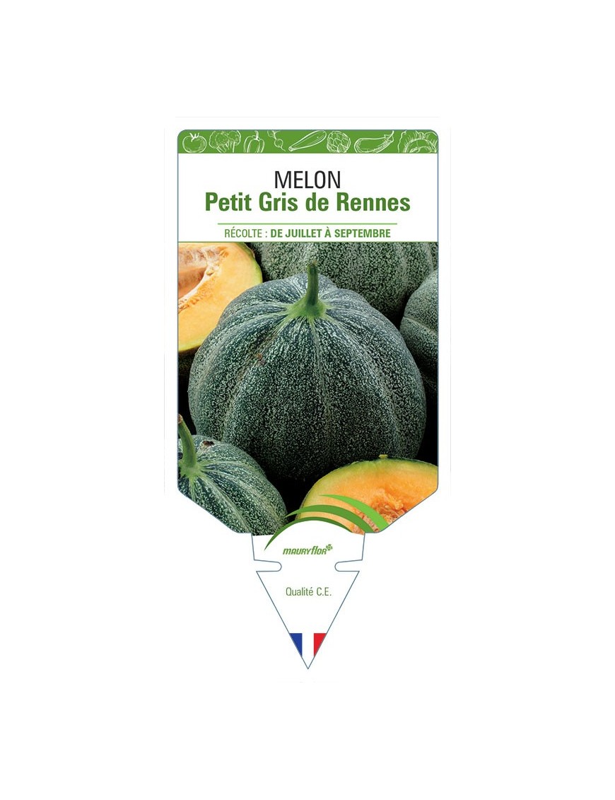 MELON PETIT GRIS DE RENNES *