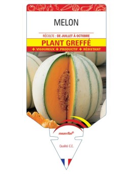 MELON PLANT GREFFÉ