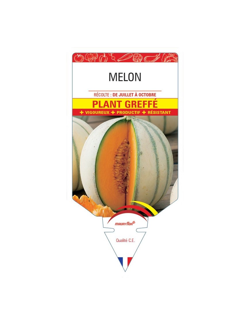 MELON PLANT GREFFÉ