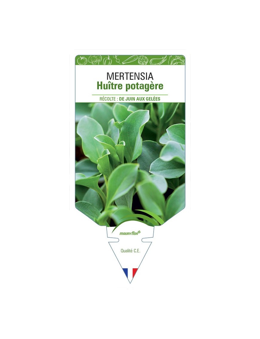 MERTENSIA