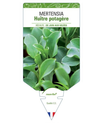 MERTENSIA