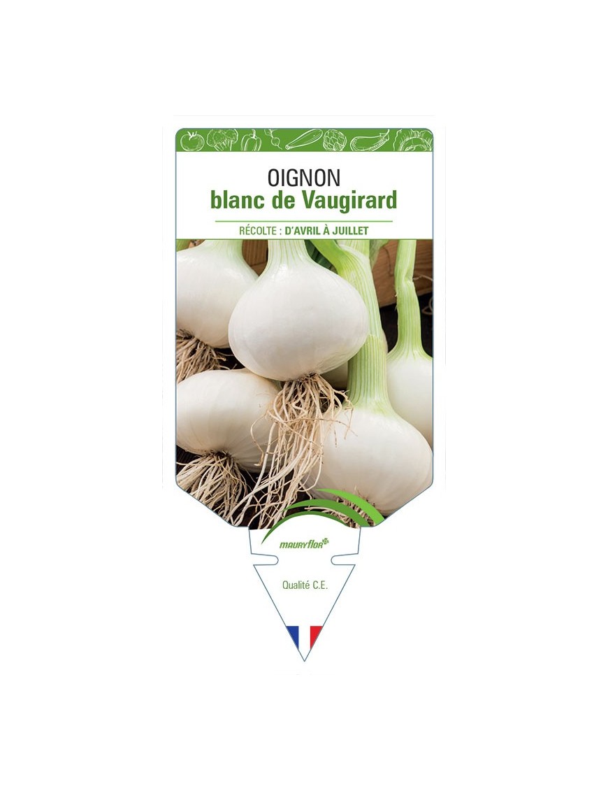 OIGNON BLANC DE VAUGIRARD