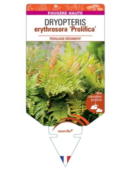 DRYOPTERIS erythrosora Prolifica