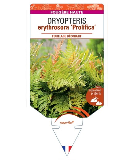 DRYOPTERIS erythrosora Prolifica