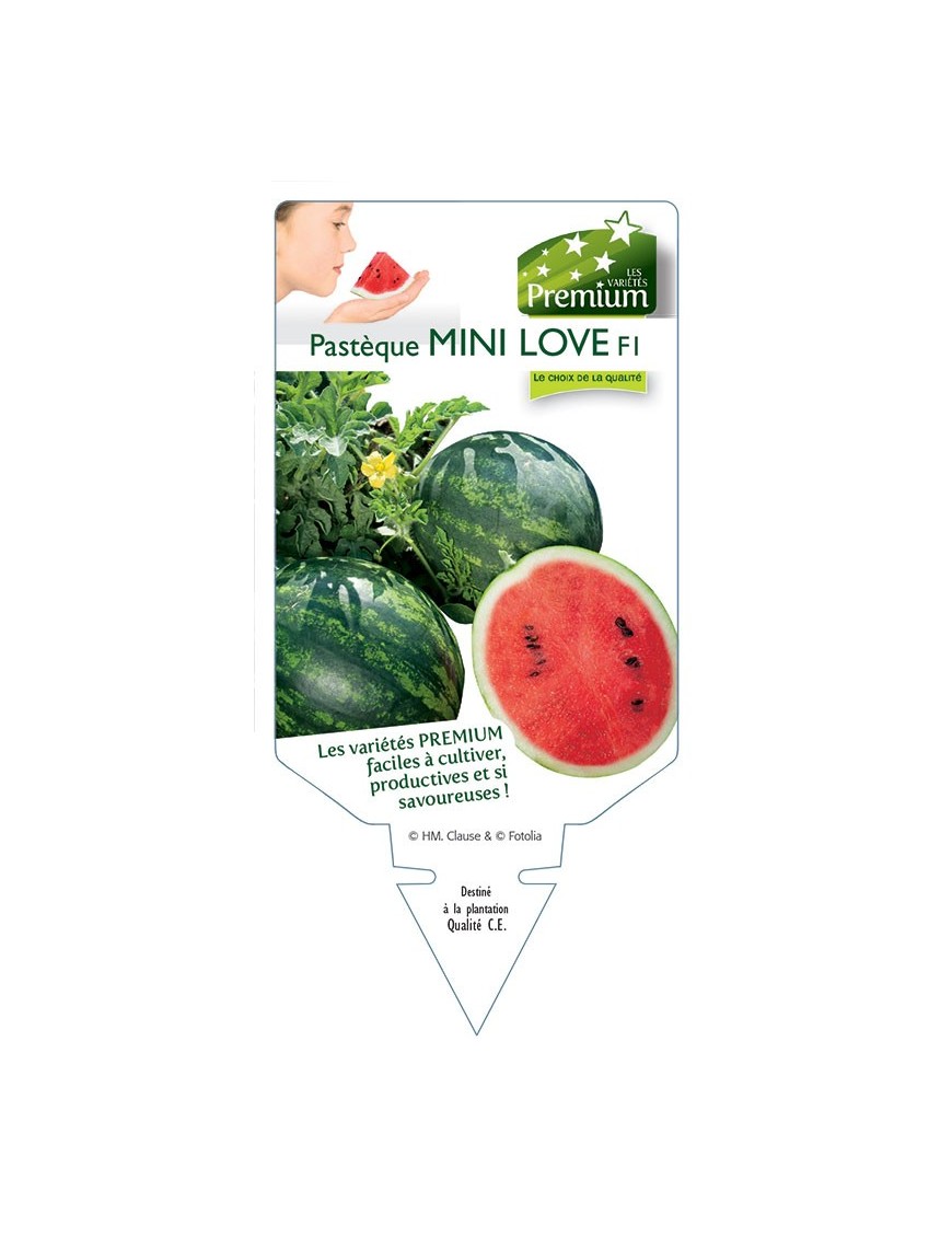 PASTÈQUE MINI LOVE F1