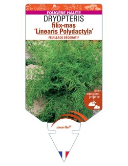 DRYOPTERIS filix-mas Linearis Polydactyla