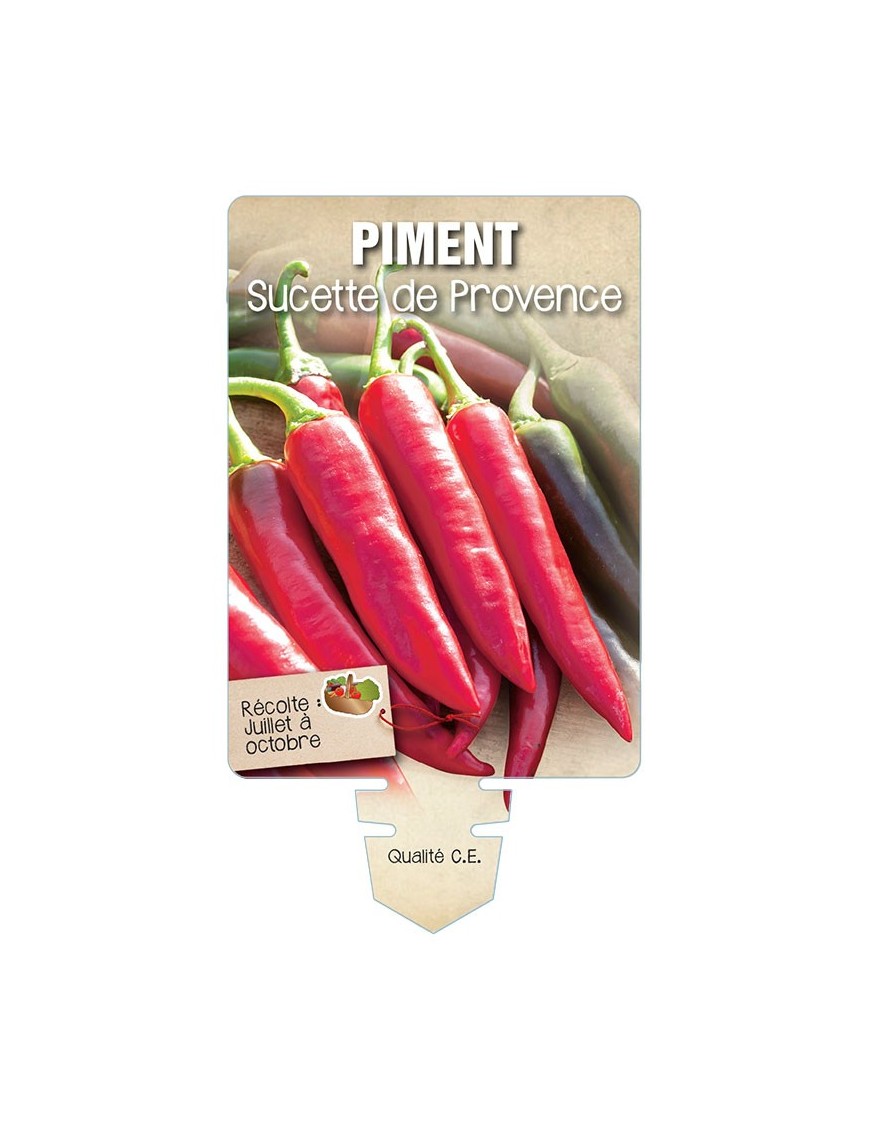 PIMENT SUCETTE DE PROVENCE *