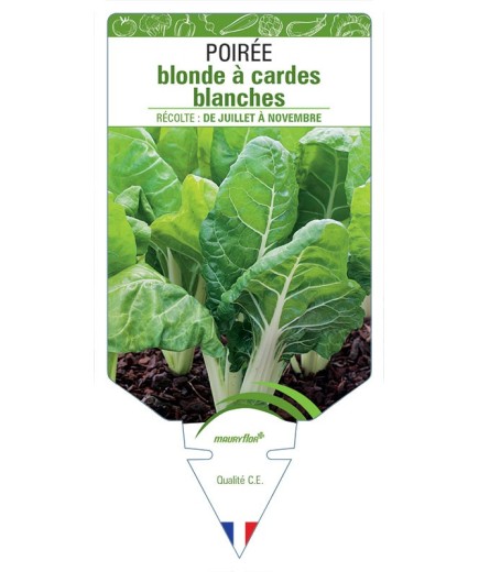 POIRÉE BLONDE A CARDE BLANCHE