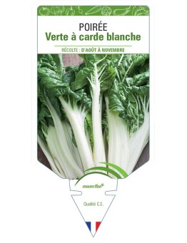 POIRÉE VERTE À CARDE BLANCHE